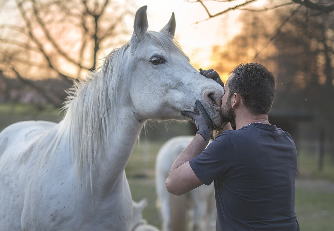 Le point santé : Comment vérifier la bonne santé de votre cheval en 5 étapes clés