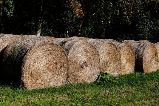 L'impact des mycotoxines sur la santé des chevaux : Un danger invisible, mais bien réel