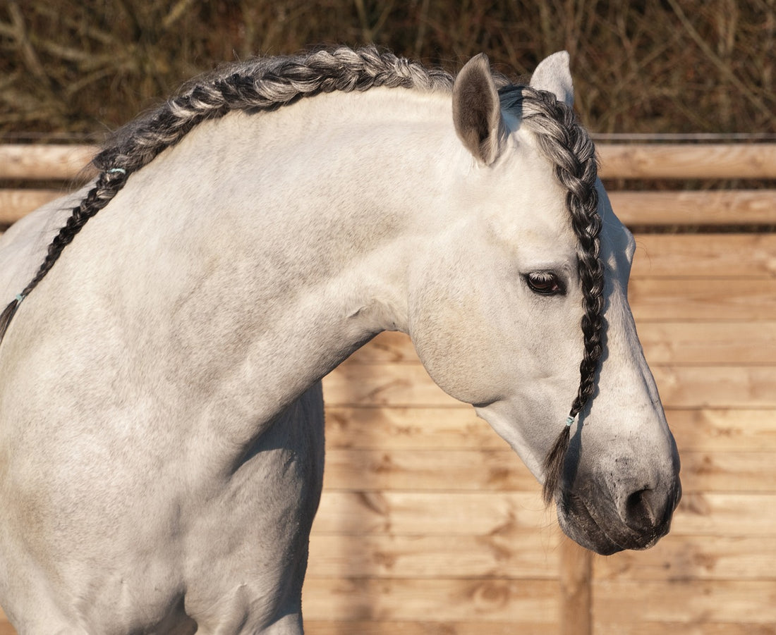 L'Entretien de la crinière de votre cheval : plus qu'une question d'esthétique