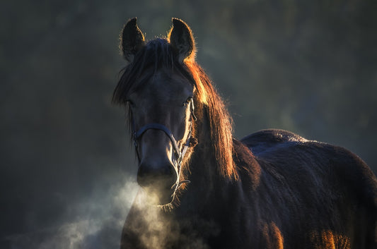 Tondre ou ne pas tondre son cheval en automne ? Ce qu'il faut savoir :