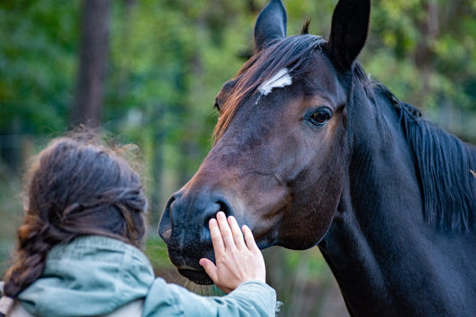 5 étapes essentielles pour renforcer la complicité avec votre cheval