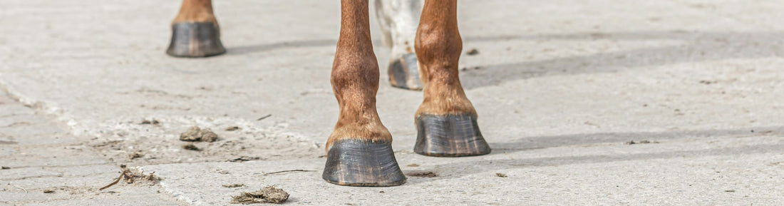 Entretenir les pieds de mon cheval en été : Un guide complet !