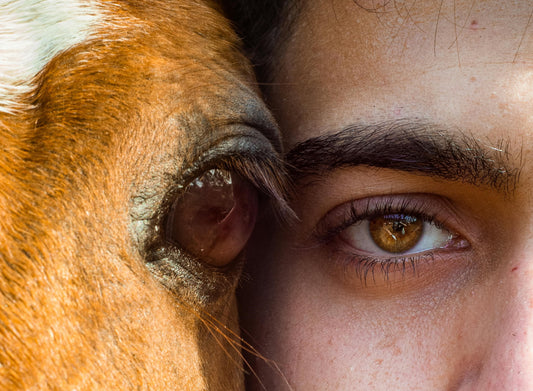 Comment le travail à pied contribue au bien-être de votre cheval ?