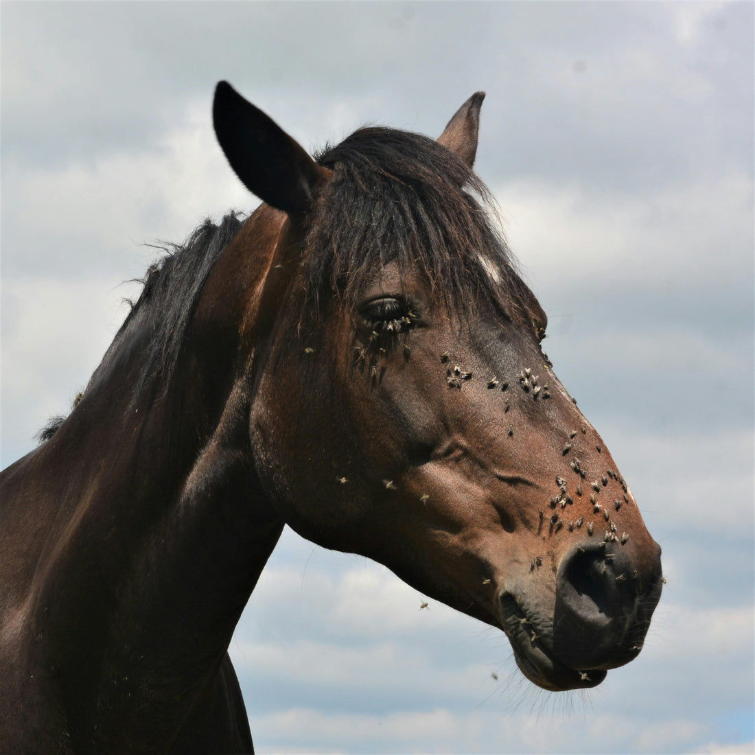 Comment protéger mon cheval des insectes en été : Astuces et produits efficaces