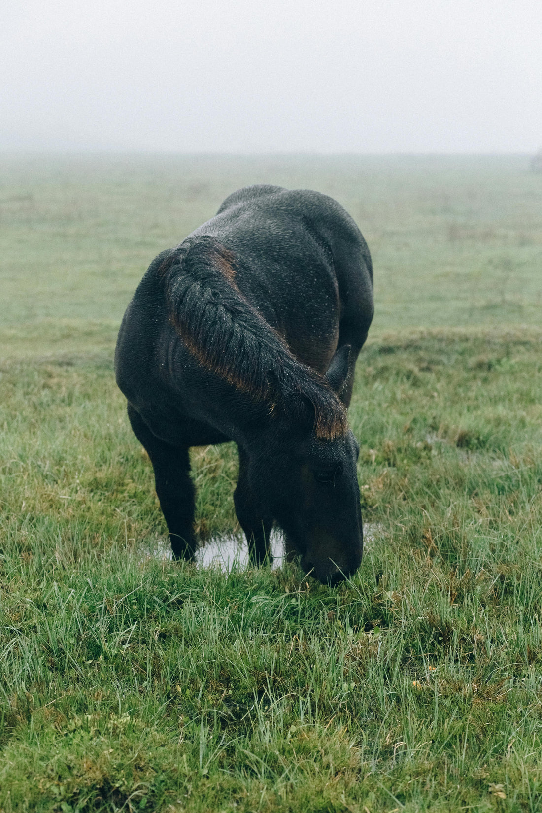 L'impact de l'humidité sur la santé et les performances des chevaux