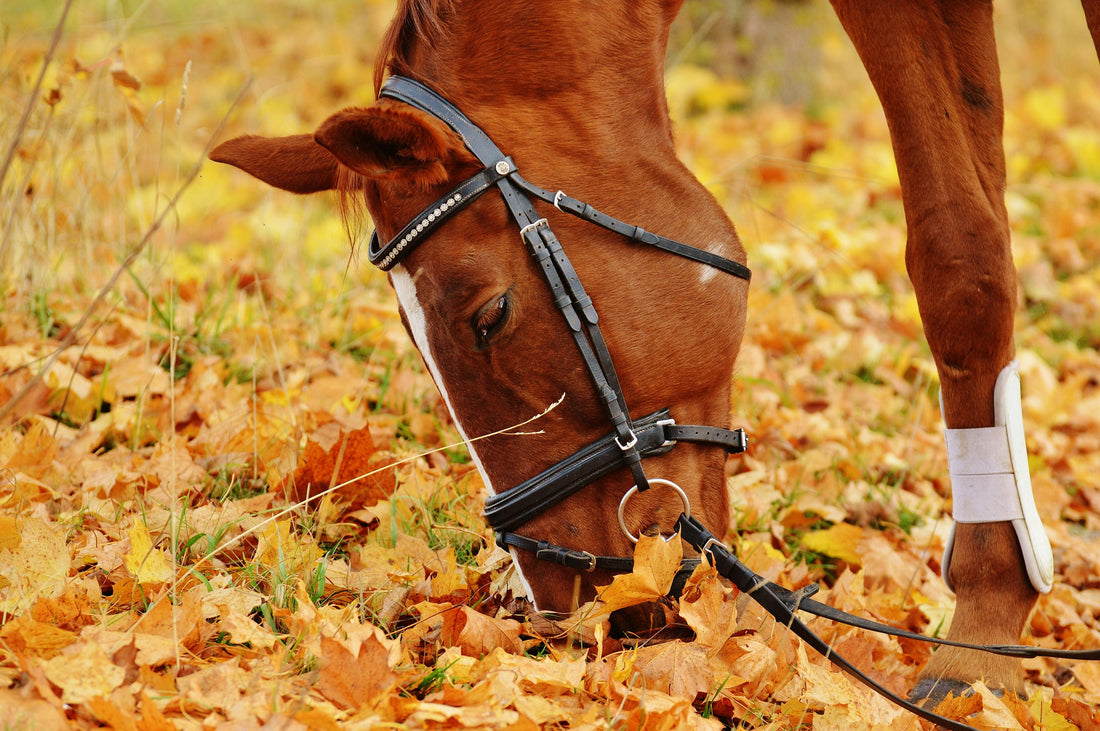 Préparer mon cheval pour l'automne