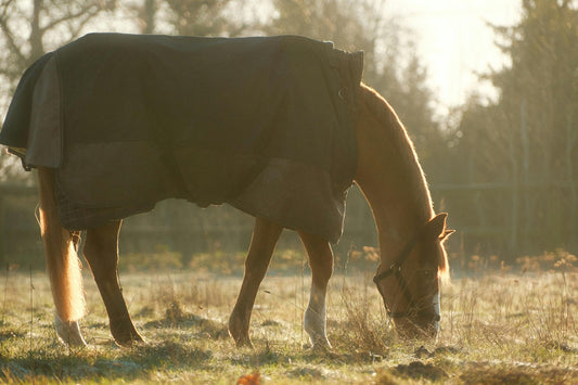 Quelle couverture pour mon cheval ?