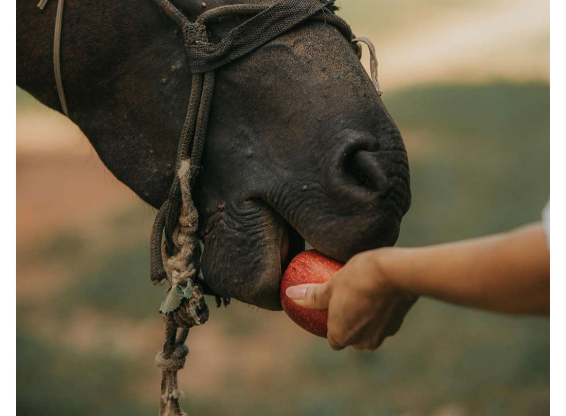 Pourquoi il ne faut jamais nourrir un cheval que vous ne connaissez pas (même si c'est tentant)