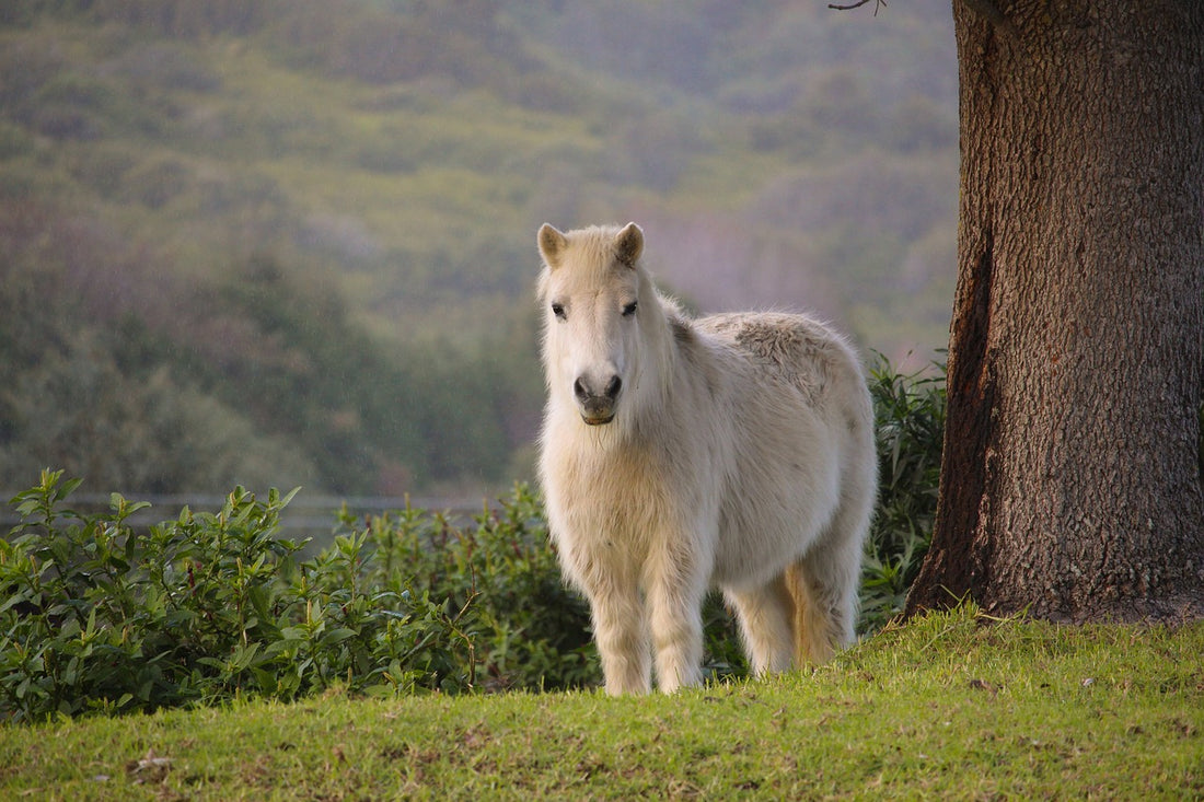 Comment garder mon cheval au chaud cet hiver ?